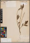 Foto von Salix caprea L. x Salix viminalis L.